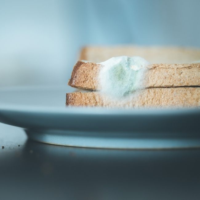 chlieb s plesňou na tanieri - ako správne skladovať potraviny