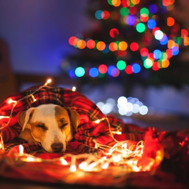 pes leží pod rozsvieteným vianočným stromčekom