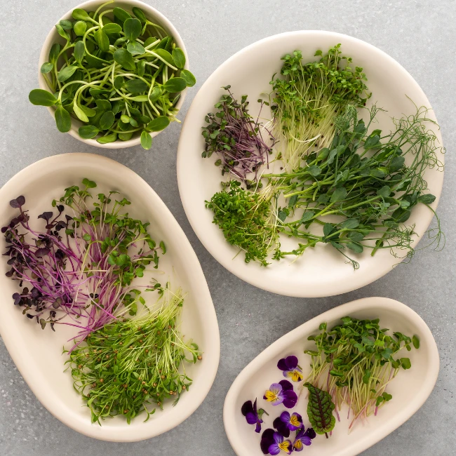 Rôzne druhy čerstvých klíčkov uložené na tanieroch a v miske